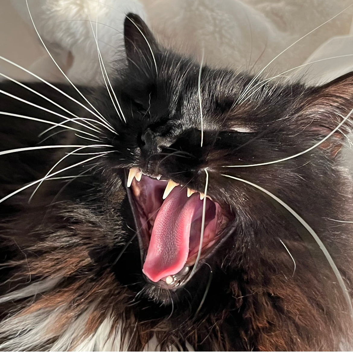 What do cats think about? TheFeistyFeline