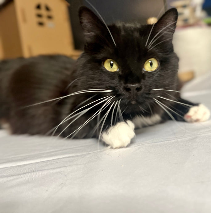 What is the most common feline disease?