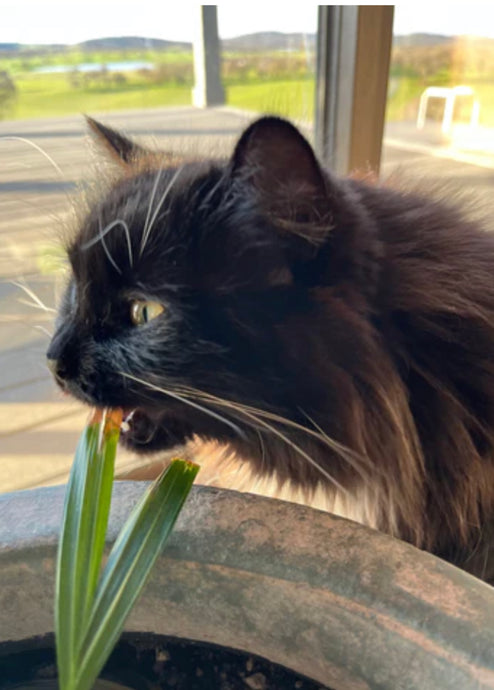 Why does your cat eat household plants