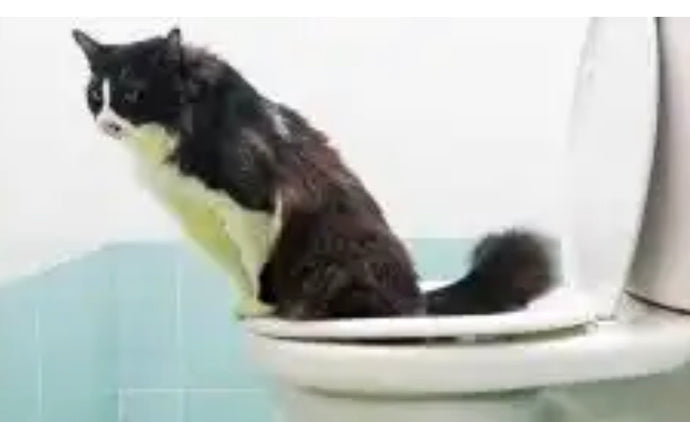 Why YOU should not train a cat to use a toilet.