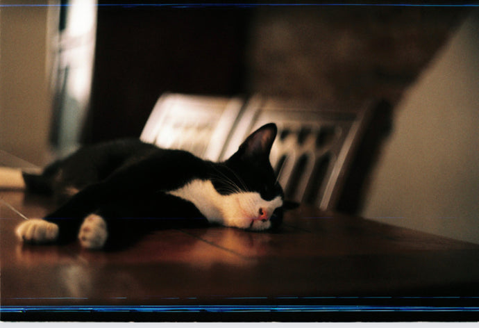 Cats are known for their love of sleep.