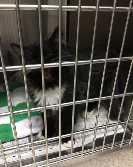 Why Do Cats Have Rough Tongues?