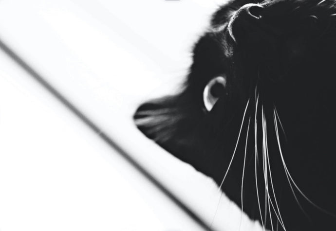 Amazing Facts about Your Feisty Feline
