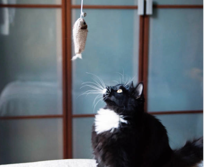 Cat’s Whiskers