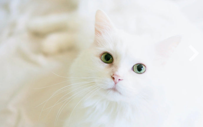 Do White Cats have a unfriendly demeanor?