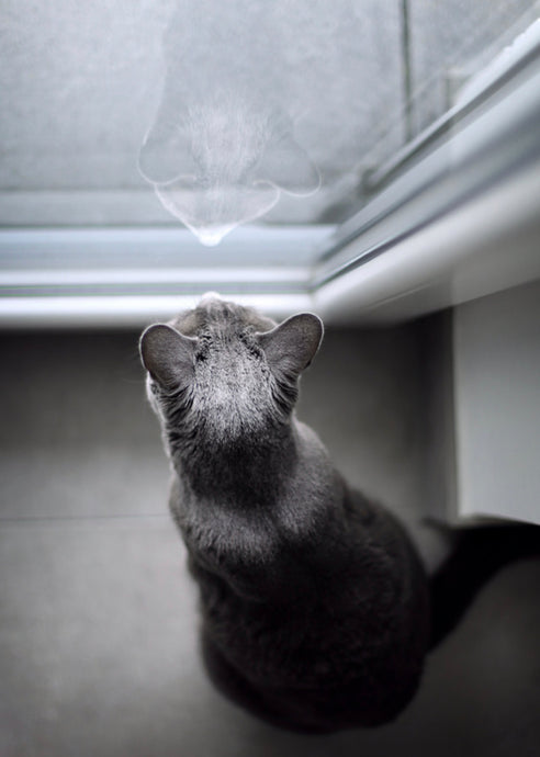 Cats and Carcinoma Cancer