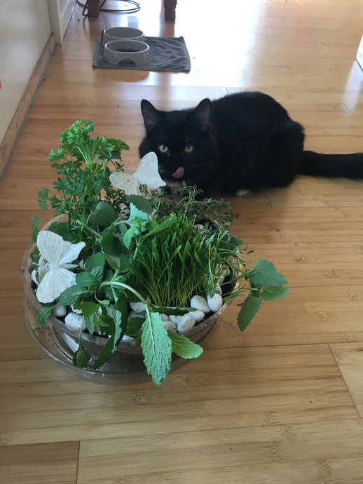What Does Catnip Do to Cats and Why Do They Like It so Much?