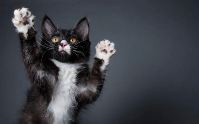Cat Paws