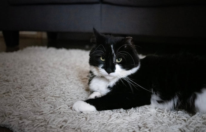How Do Feline’s Perceive the World.