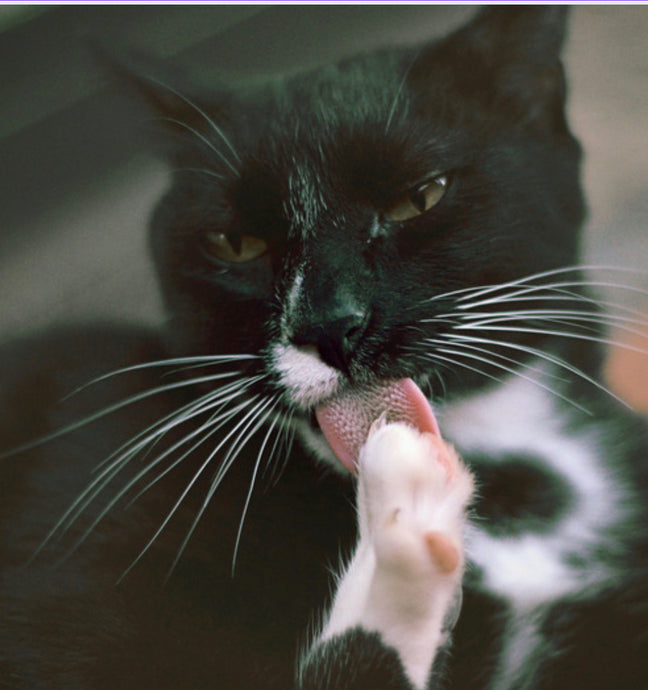 Why do Cats lick themselves?