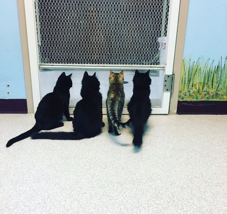 The Social Structure of Cat Life – TheFeistyFeline