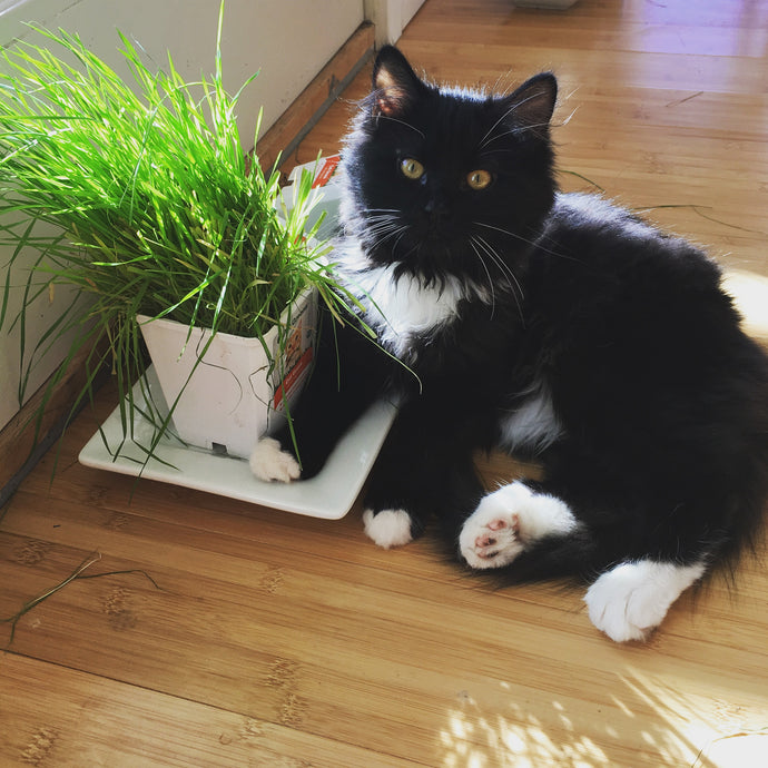 Why do cats like to nibble grass?
