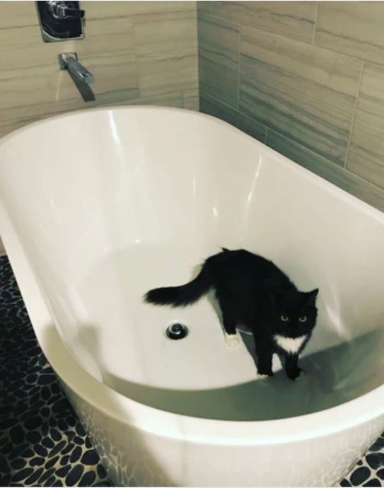 Cat Friendly vacations you can explore.