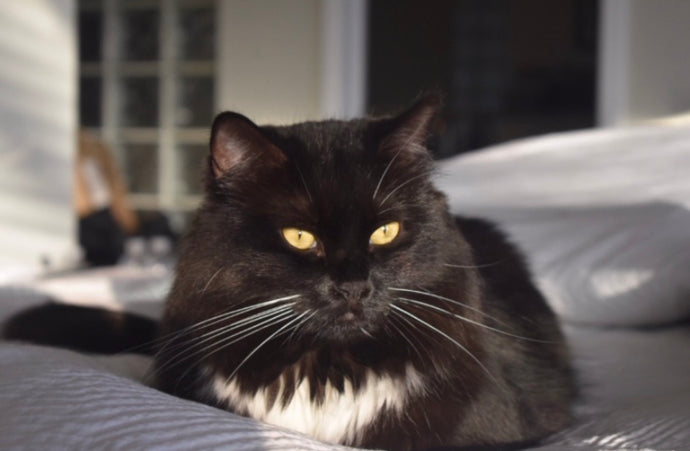 Are Tuxedo Cats more Intelligent.