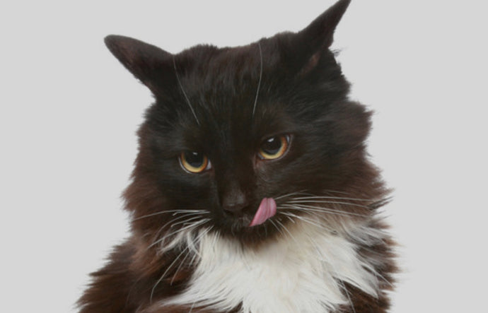 Spoiling your cat.