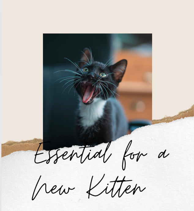 Essential list for a new kitten.