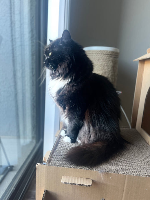 Household Cats DNA