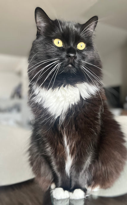 Why Cats make the best pets!