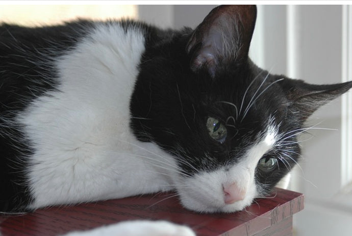 Fading Kitten Syndrome