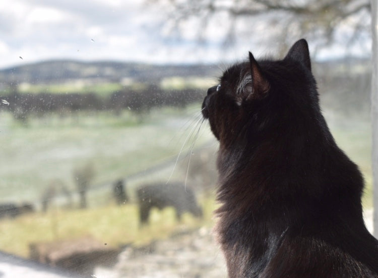 Exploring Over the Years on the Farm – TheFeistyFeline
