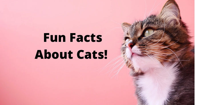 Fun Facts About Cats!